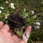 Rezept - Gänseblümbchen im Kartoffelsalat.