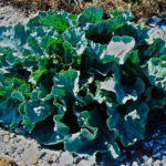 Wie bereite ich Meerkohl zu - Rezept.